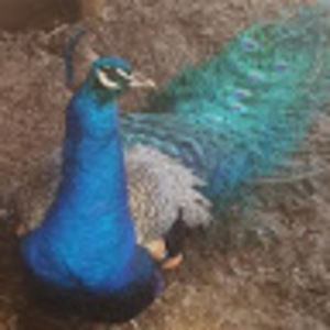 Meet your Posher, Judith